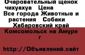 Очаровательный щенок чихуахуа › Цена ­ 40 000 - Все города Животные и растения » Собаки   . Хабаровский край,Комсомольск-на-Амуре г.